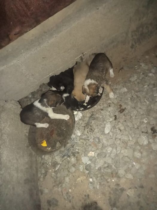 Отдам щенков очень хорошие