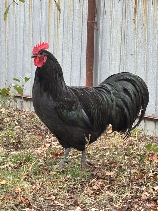 Cocosi Australorp