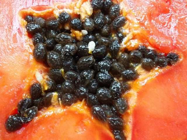 Вырастите тропический рай — семена папайи (Papayya urug‘lari)