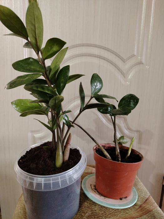 Комнатные цветы.