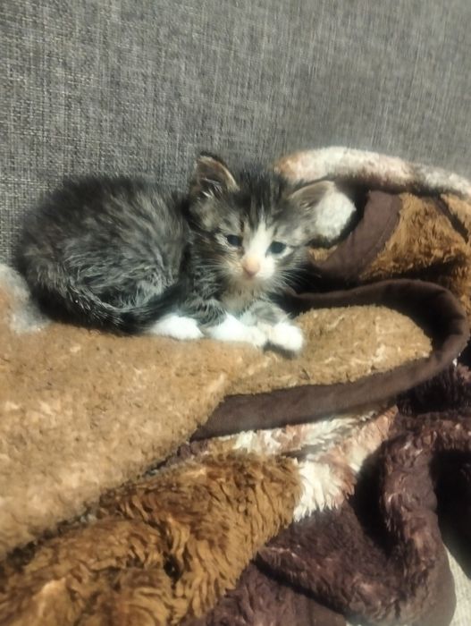Милых котят отдам