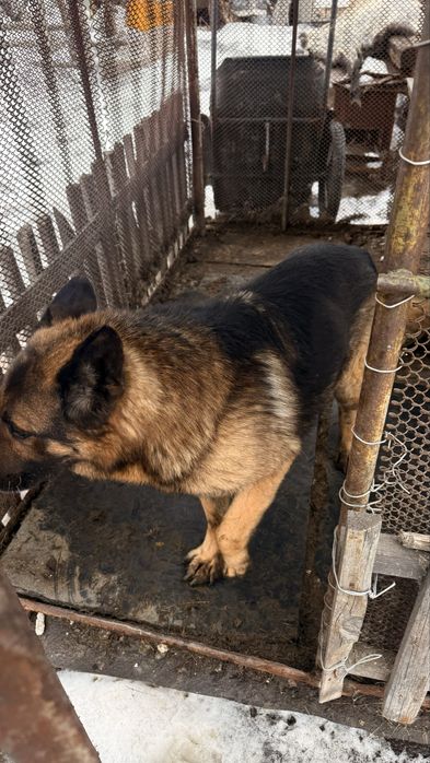 Продам Овчарку