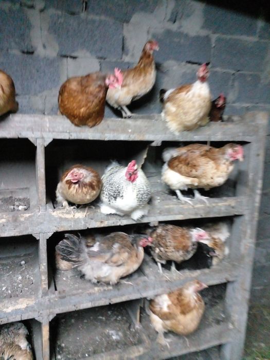 Продам кур нешушек домашние