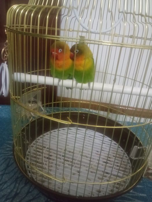 Lovebird qushlar