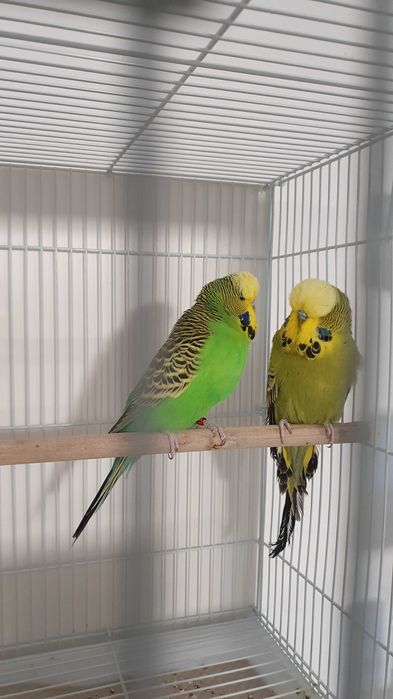 Perusi standard - Un baiat olive green si o femela light green -12luni