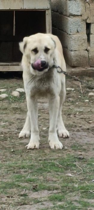 Срочно Продается басар