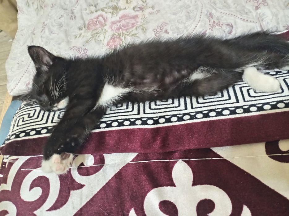 Котята  отдам даром