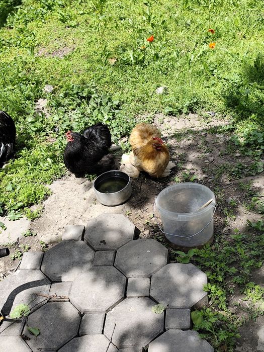 Карликовые кохинхины