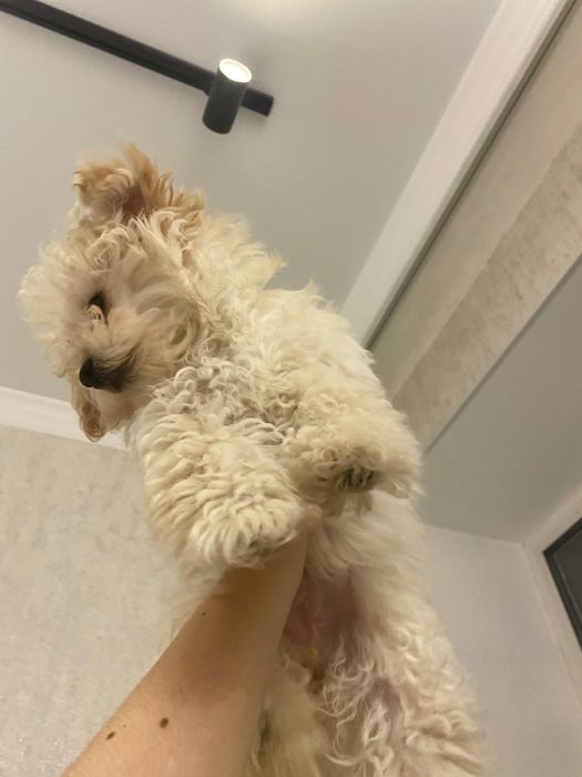 Мальтипу щенок ф1