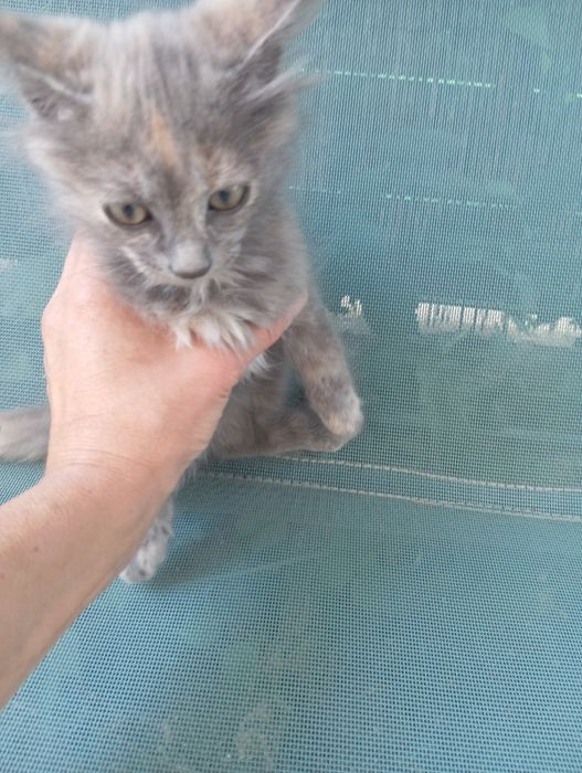 Малки котета момиче и момче
