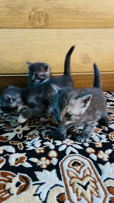 Бесплатно, отдам котят