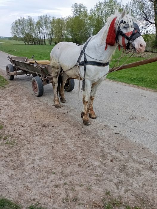 Vând harmasar de 9 ani
