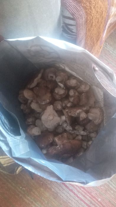 Продам грибы валуи