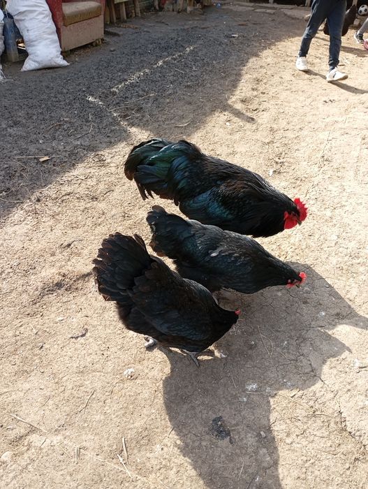 Vând ouă de găini de rasa foarte frumoase de rasă