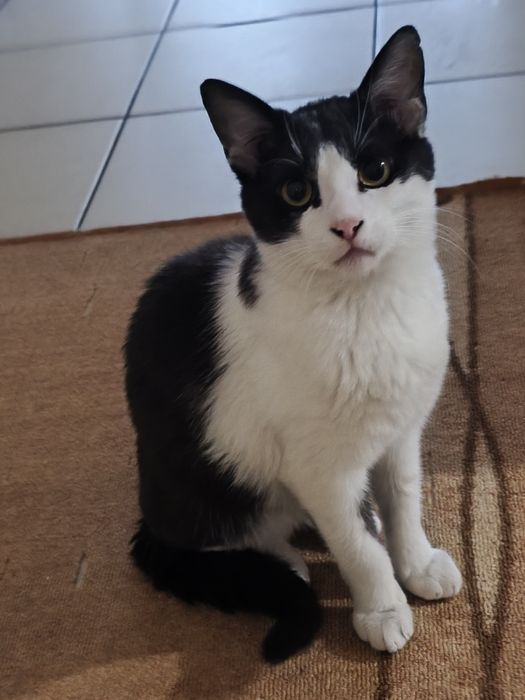 Момче и момиче две котета от улицата търсят  своя човек