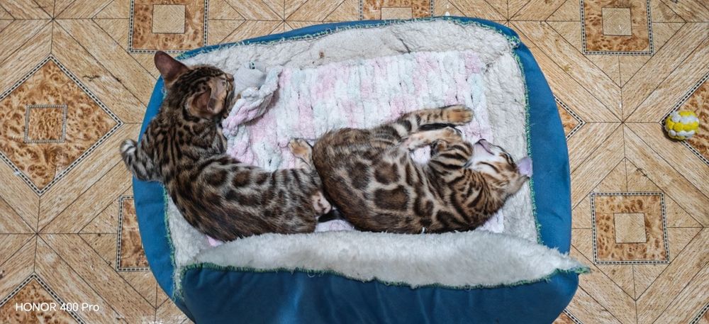 Чистокровные бенгальские котята