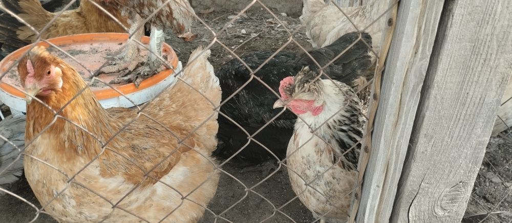 Продам домашних курей
