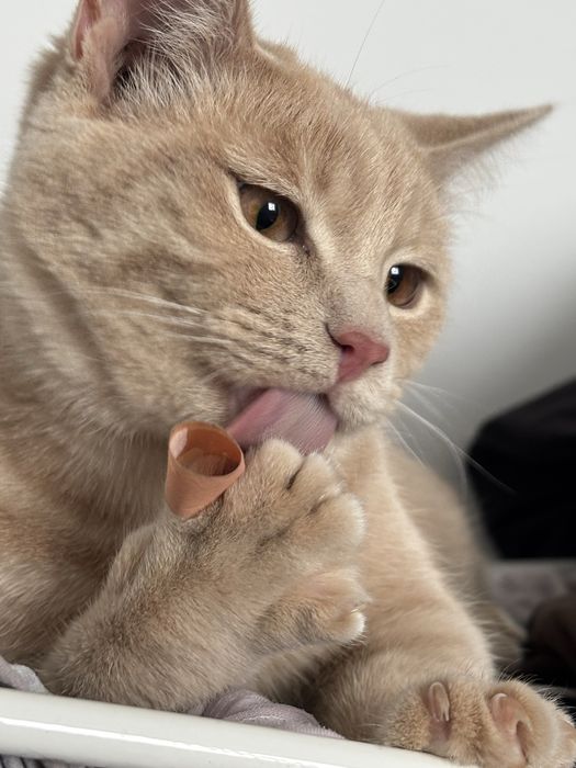 Отдам кота кастрированный