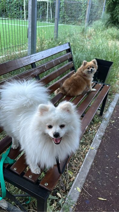 Немецкий шпиц ждёт девачак на вяску