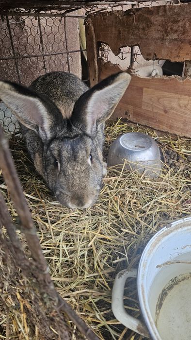 Femelă urias german