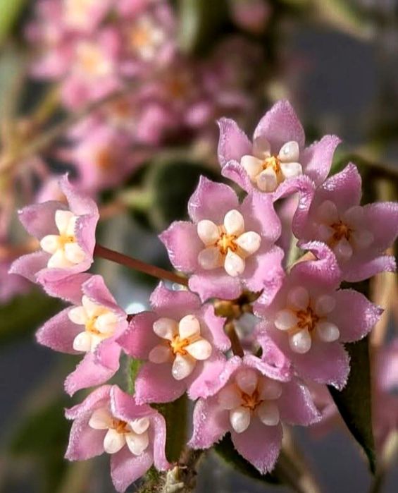 Hoya,  Lacrima Maicii Domnului