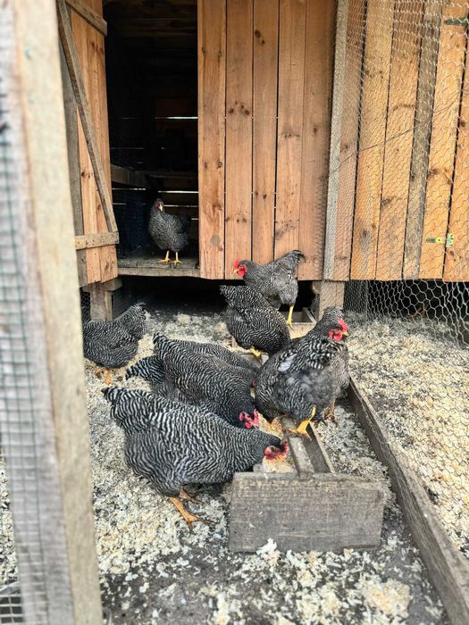 Gaini plymouth rock barat