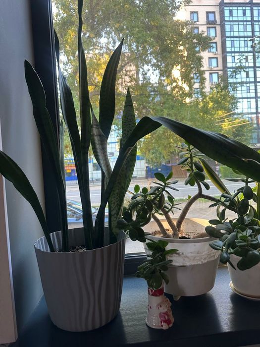 Продам комнатные цветы
