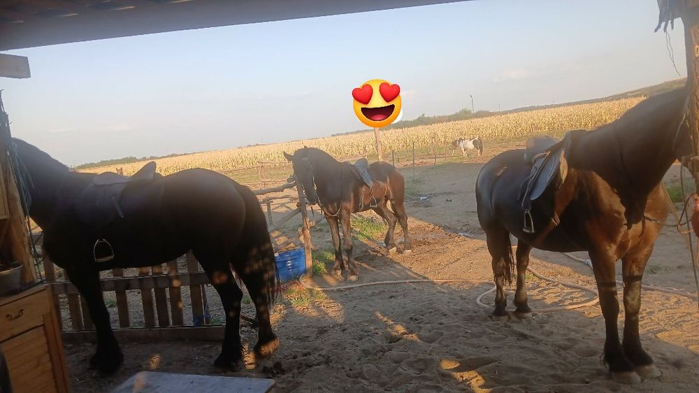 armasar  si iepe frizian / friesian