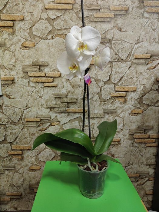 Скидка на орхидеи из Голландии