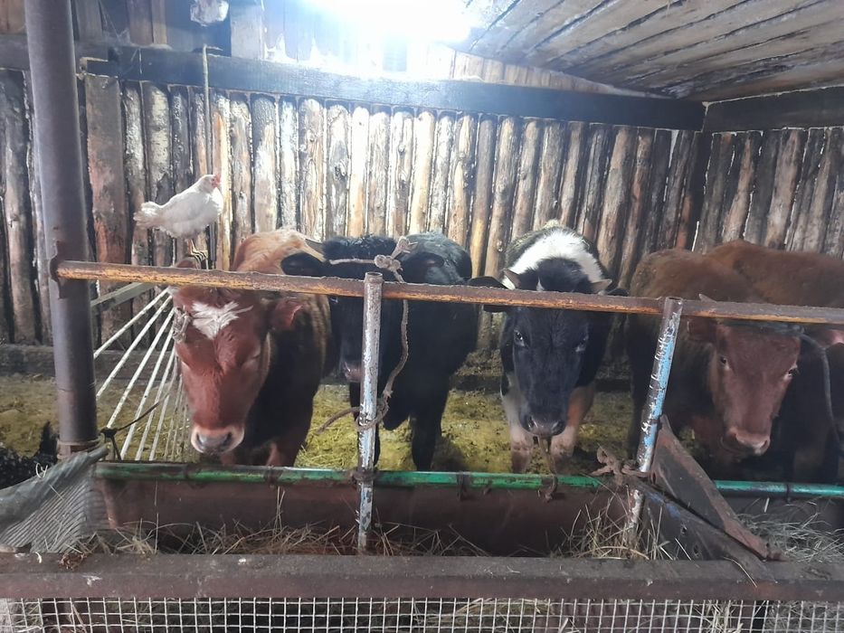 Продам телок с откорма