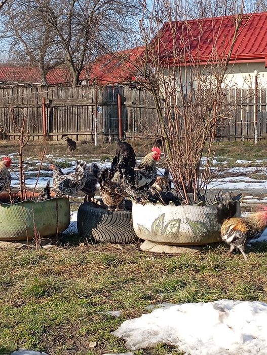 Găinușă și cocoș american