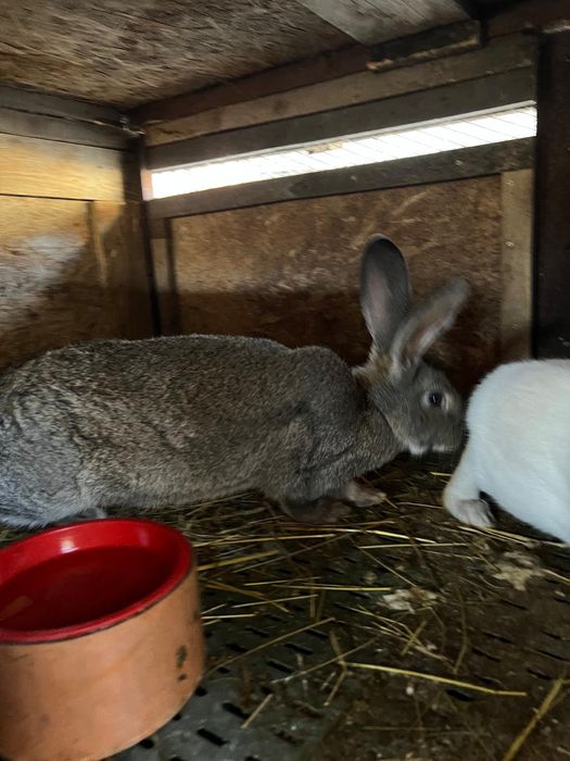 Vând iepuri rasa de carne