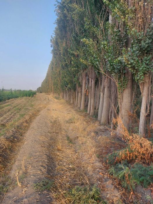 Sfatli Yetilgan Teraklar sotiladi