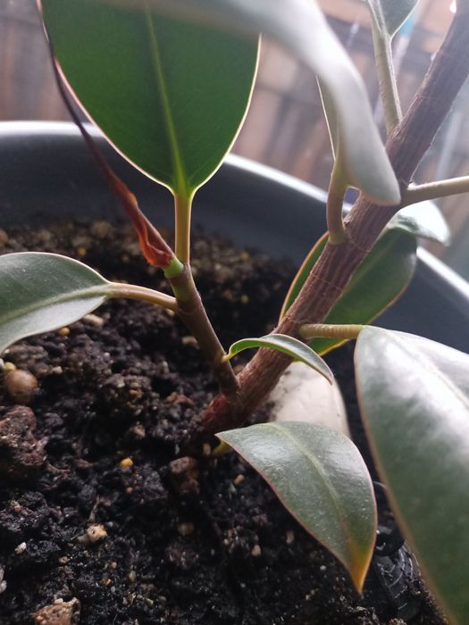 Комнатный цветок фикус