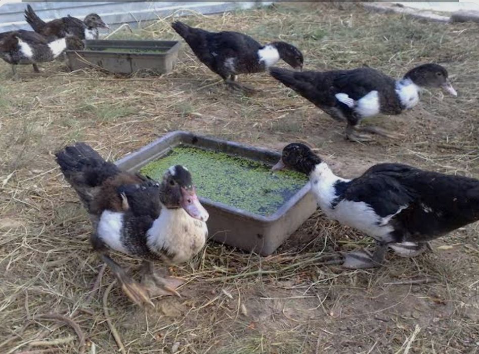 Индоутки Самка и Самец