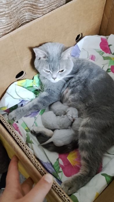 Котенок мальчик, шотландец