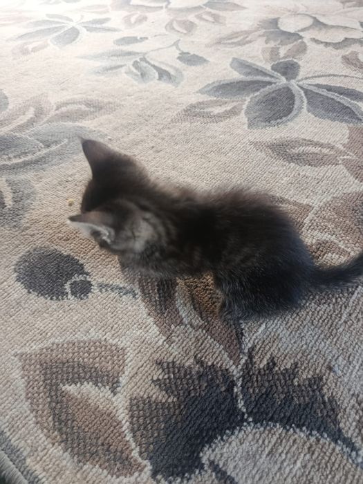 Отдам котят даром