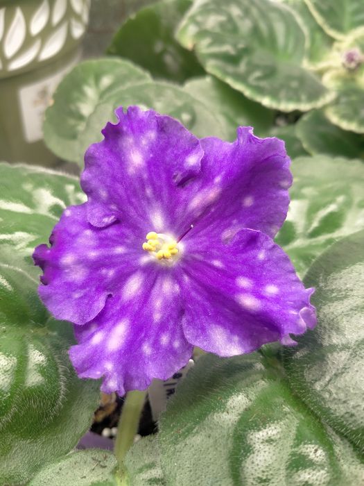 Фиалки молоденькие