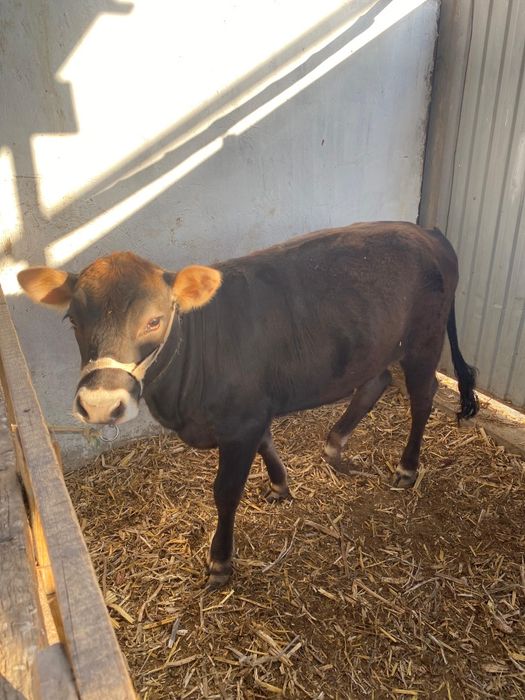 Құражын бір жастан асты