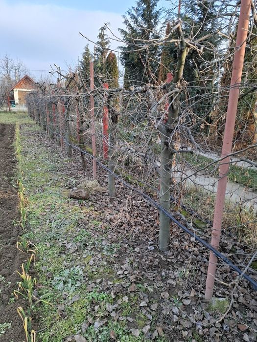 Toaletare pomii arbusti vita de vie  si stropirea acestora