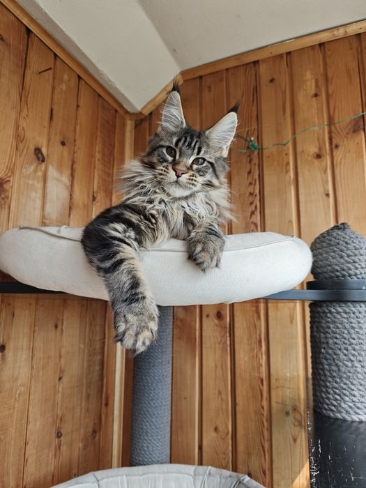 Котенок Мейн кун