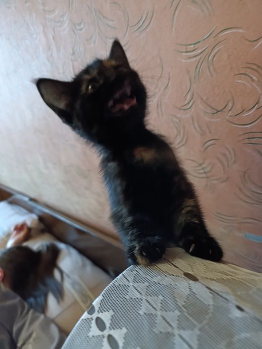 Котёнок в добрые руки!!!