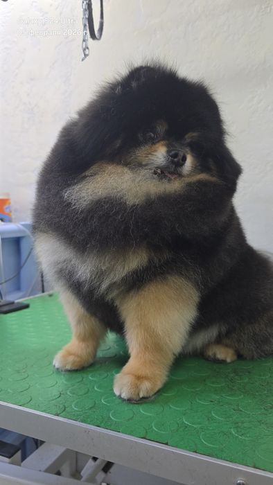 Стрижка собак, груминг