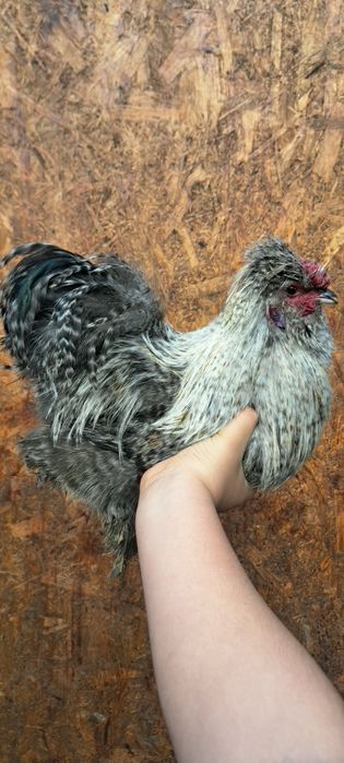 Vand oua paduana si matase