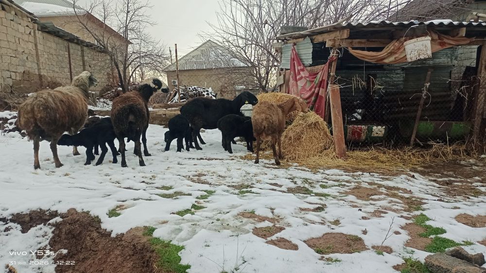 Қозылы қой сатылады бағасы 160000 теңге