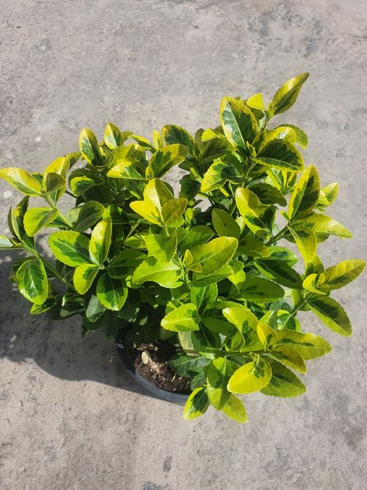 Kustarnik - Enomius Japonica