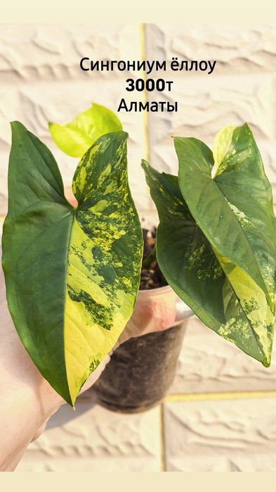 Комнатные растения