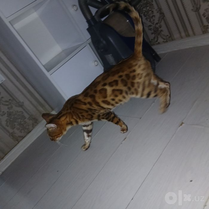 Продаётся кошка бенгал