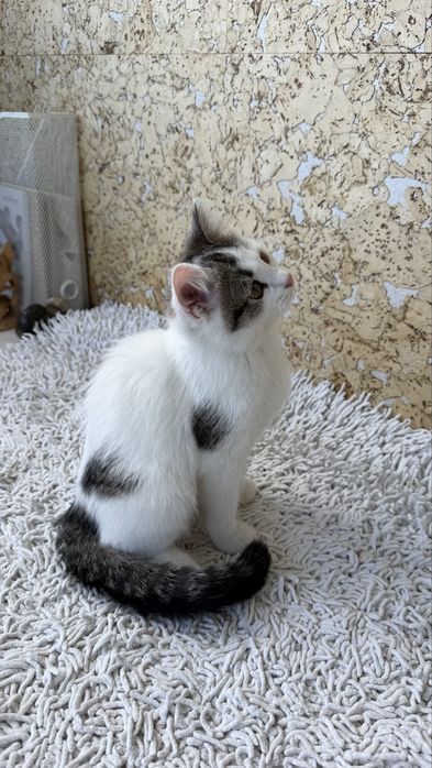 Котенок, девочка, 3 месяца