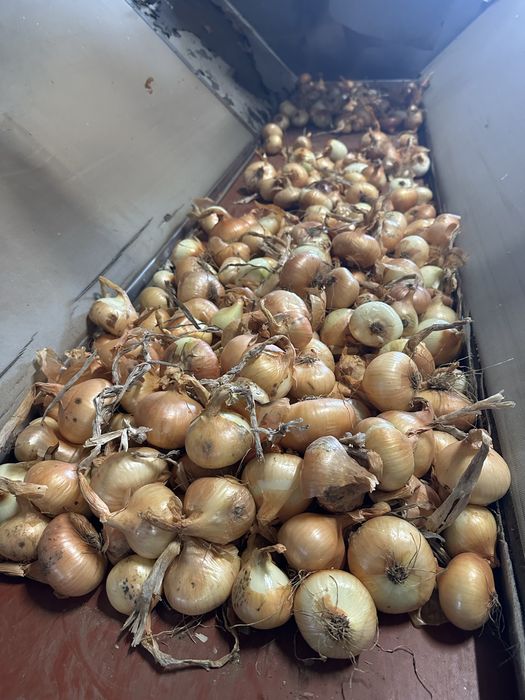 Ceapa plata galbena